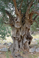 Stare drzewa oliwne na wyspie Pag - obrazy, fototapety, plakaty