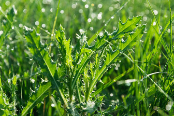 macro green grass with dew drops water