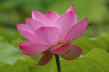 Fototapeta premium Flor de Lotus