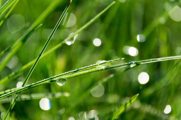 macro green grass with dew drops water