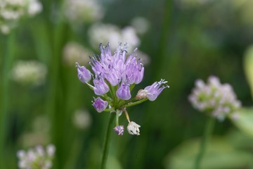 Aging chive (Allium senescens) flowers