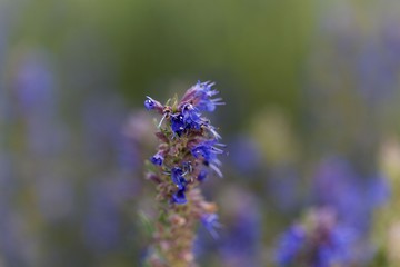 Hyssop flowers (Hyssopus officinalis)