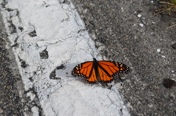 butterfly