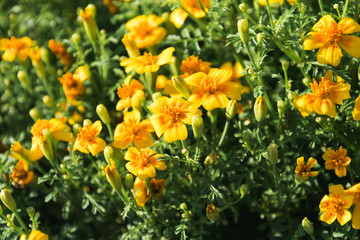 yellow flowers on a green background