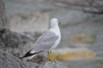 seagull