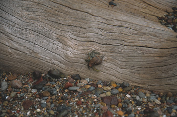 Crab