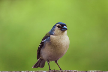Beautiful blue and yellow Chaffinch from the island of S. Miguel, Azores, Portugal #3