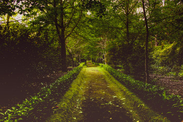 Fototapeta na wymiar Beautiful path in natural park with lush shades of green from all the wilderness in Sao Miguel Azores, Portugal