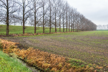Potato field in the Dutch province of Groningen