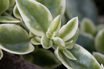 Leaves of a common ice plant (Mesembryanthemum crystallinum)