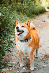  Japanese Shiba Inu in the forest