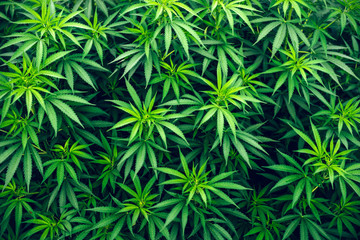 cannabis farm cultivation wallpaper marijuana weed - obrazy, fototapety, plakaty