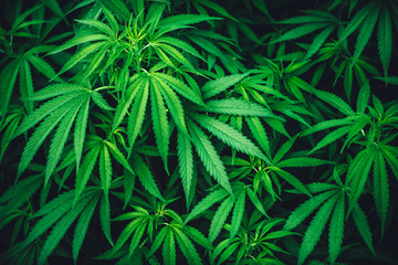 Naklejka na ściany i meble cannabis