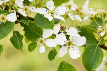 White Apple blossoms on a branch closeup on green blurry background