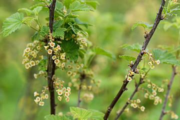 Flowering currant Bush on a background of blurred green