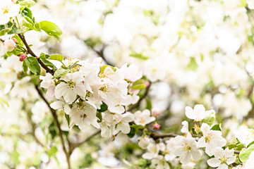 A lot of White Apple blossoms on a branch closeup on green blurry background