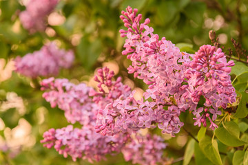 A brush of lilac on a background Bush in the garden. soft focus