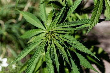 Leaves of a Cannabis sativa plant.
