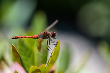 Macro of a dragonfly