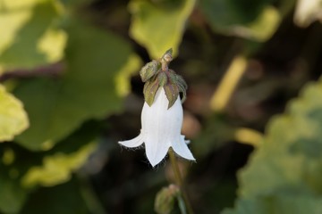 Cornish bellflower (Campanula alliariifolia)