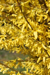 Flowers in the garden, germany