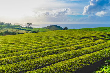 Fototapeta na wymiar Tea plantation and gardens set in a beautiful location over the sea in Sao miguel azores, portugal.
