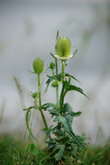 Thistle growing on the lakeshore