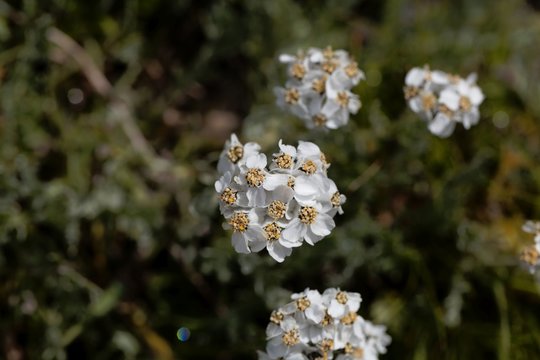 Flowers of simple leaved milfoil (Achillea moschata)