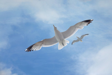 Seagulls flying in the blue sky