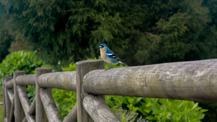 Beautiful blue and yellow Chaffinch from the island of Sao Miguel, Azores, Portugal