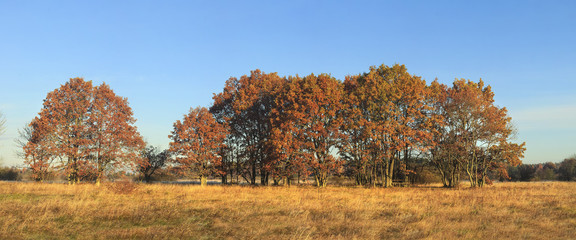 Panoramic view on colorful autumn nature. Colored trees on golden meadow on clear sunny day in october. Fall. Amazing natural scene of countryside.