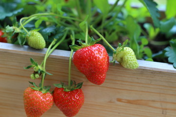 Strawberries on the balcony