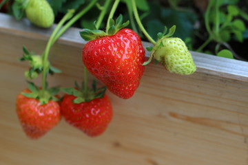 Strawberries on the balcony