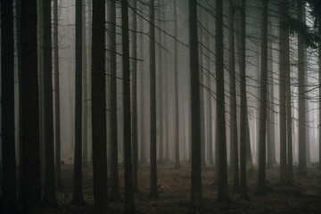 Dark misty forest during autum morning with moody light