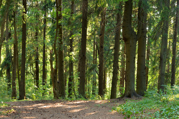 Pine forest at summer.