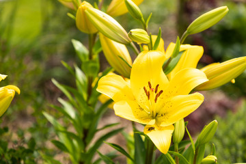 Fototapeta premium beautiful lily flower in garden