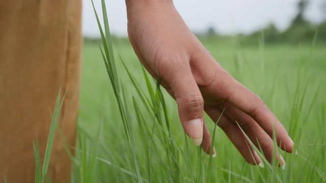 Close up Woman hand touching the green grass on a field blowing the wind