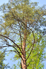 Pine tree at summer.