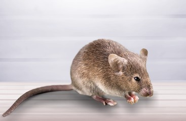 Gray mouse animal on desk