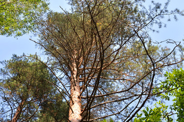Pine tree at summer.