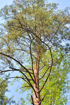 Pine tree at summer.