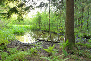 Small forest pond at summer.