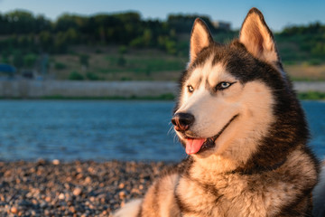 Siberian husky dog