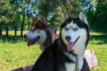 Two cute husky dogs. Portrait of Siberian husky in sunny park, on background green forest and blue sky