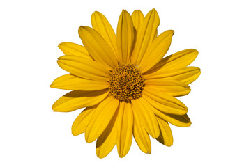 Heliopsis 'Light of Loddon' yellow flower isolated on white.