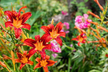 Obraz premium Bush of orange lilies in a summer garden