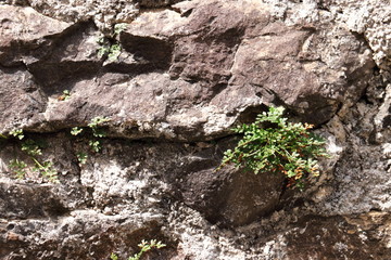 Pflanzen auf Mauer