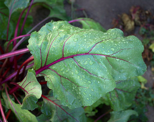 Red beet leaves.Drops of dew.