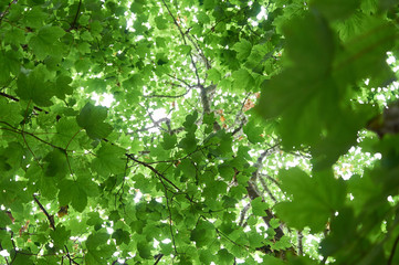 Fototapeta na wymiar Green Summer forest, look up into trees