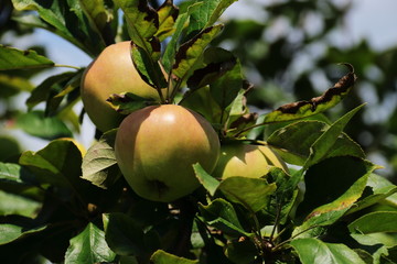 Apfel vor Ernte